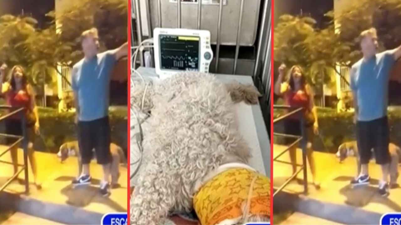 Ataque de pitbull deja a perrito anciano casi moribundo en Jesús María