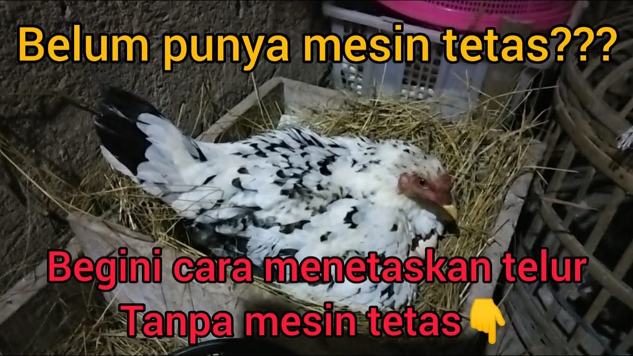 cara menetaskan telur KUB tanpa mesin tetas
