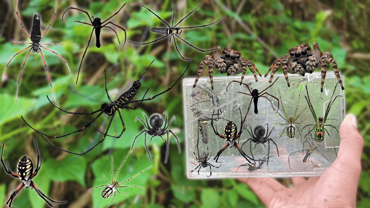 Hunting top spiders with different type !! orb spider, black weaver spider, orchard spider