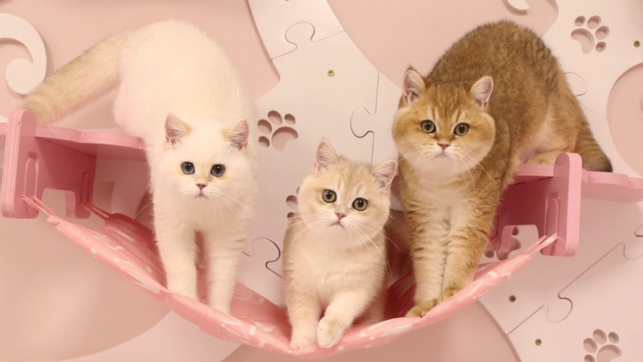 Котята и котики исследуют Свою Новую собственную комнату 🥰