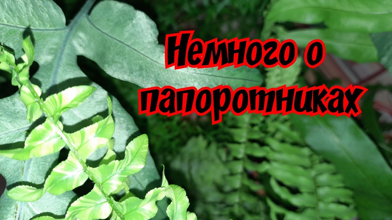Немного о папоротниках