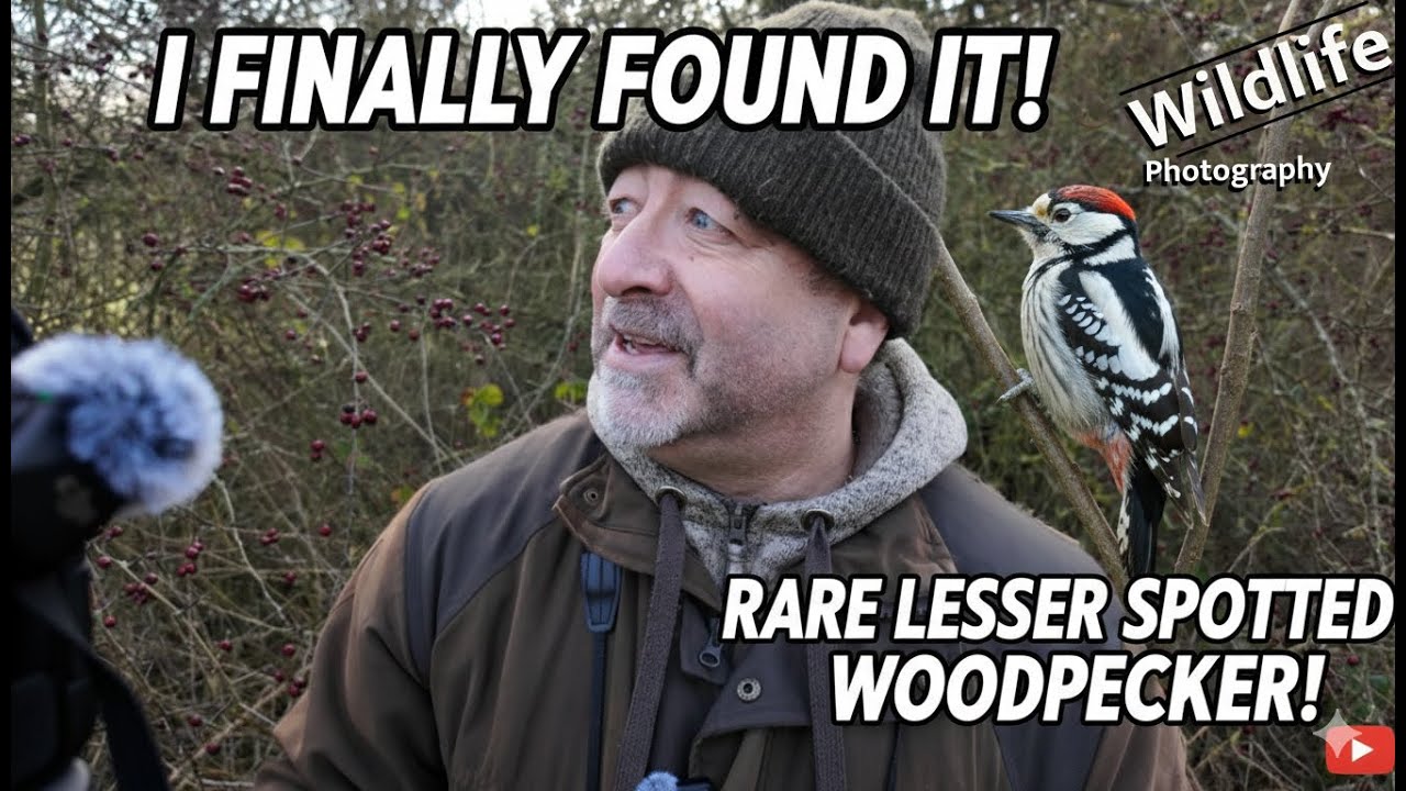 Rare Lesser Spotted Woodpecker - UK WILDLIFE and NATURE Photography