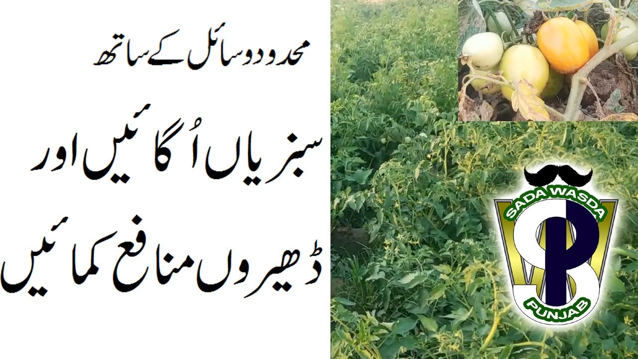 Vegeculture: Small business with big profit (language: Punjabi)