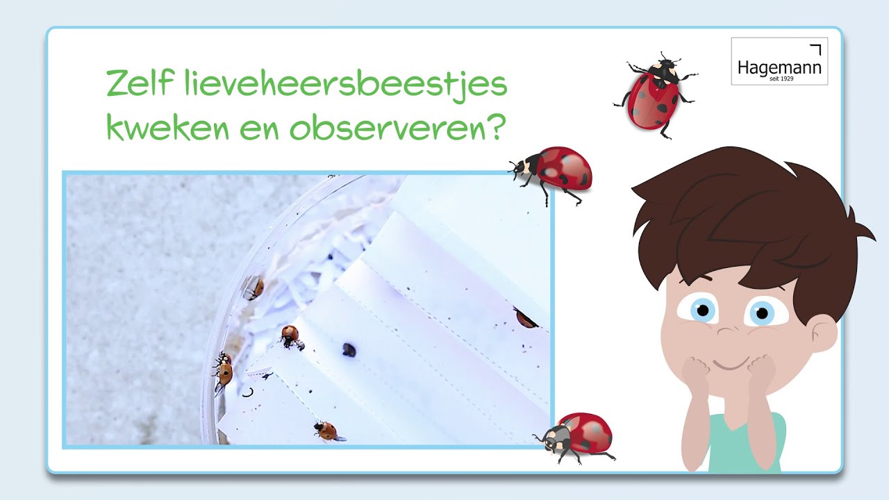 Hagemann Kweekset Lieveheersbeestjes