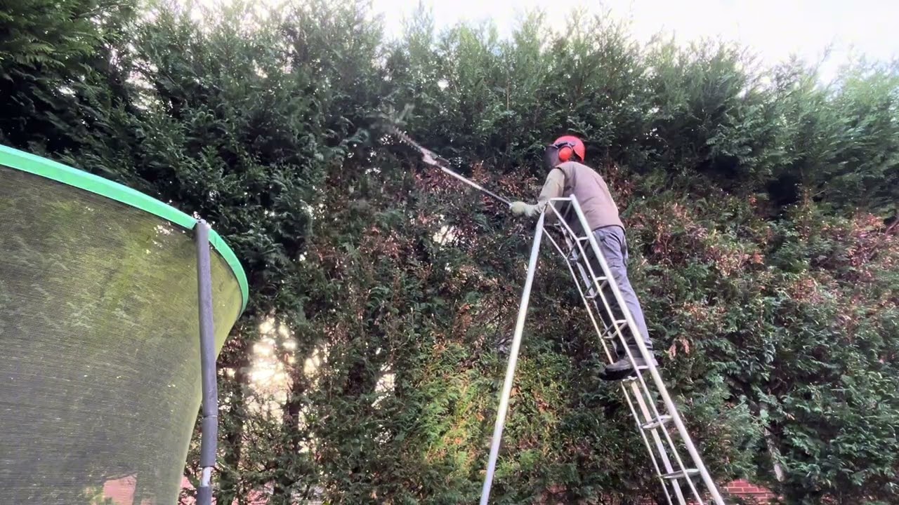 Homeowners Overgrown Conifers were Blocking So much Light!😲