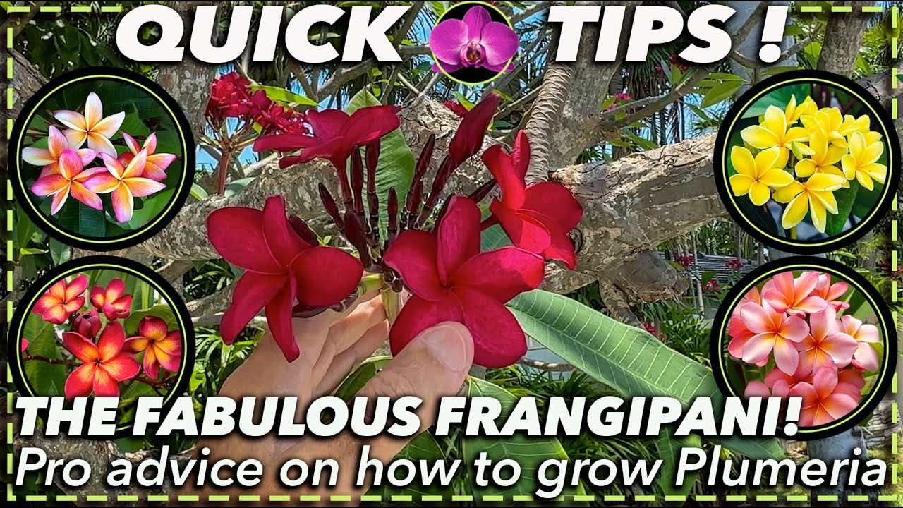 PLUMERIA PARADISE: How to Grow and Care For the Stunning Frangipani
