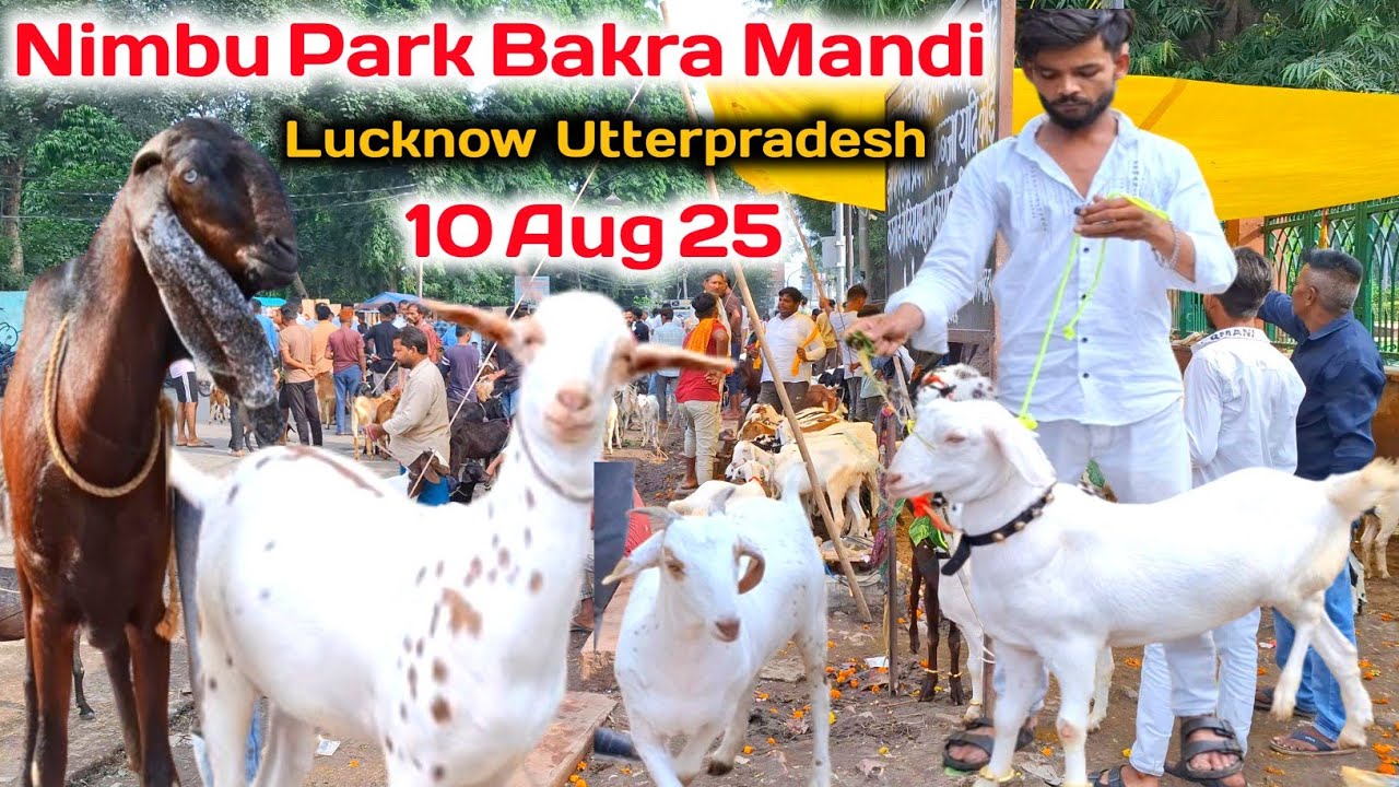 नींबु पार्क बकरा मंडी |10/08/25 |Nimbu Park Bakra mandi Lucknow up live Update 