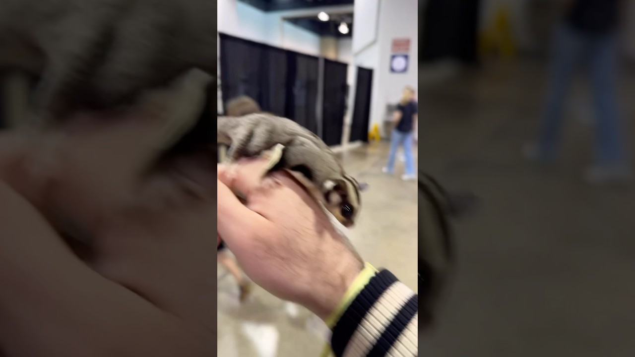 New sugar glider bye @Imthe_annag