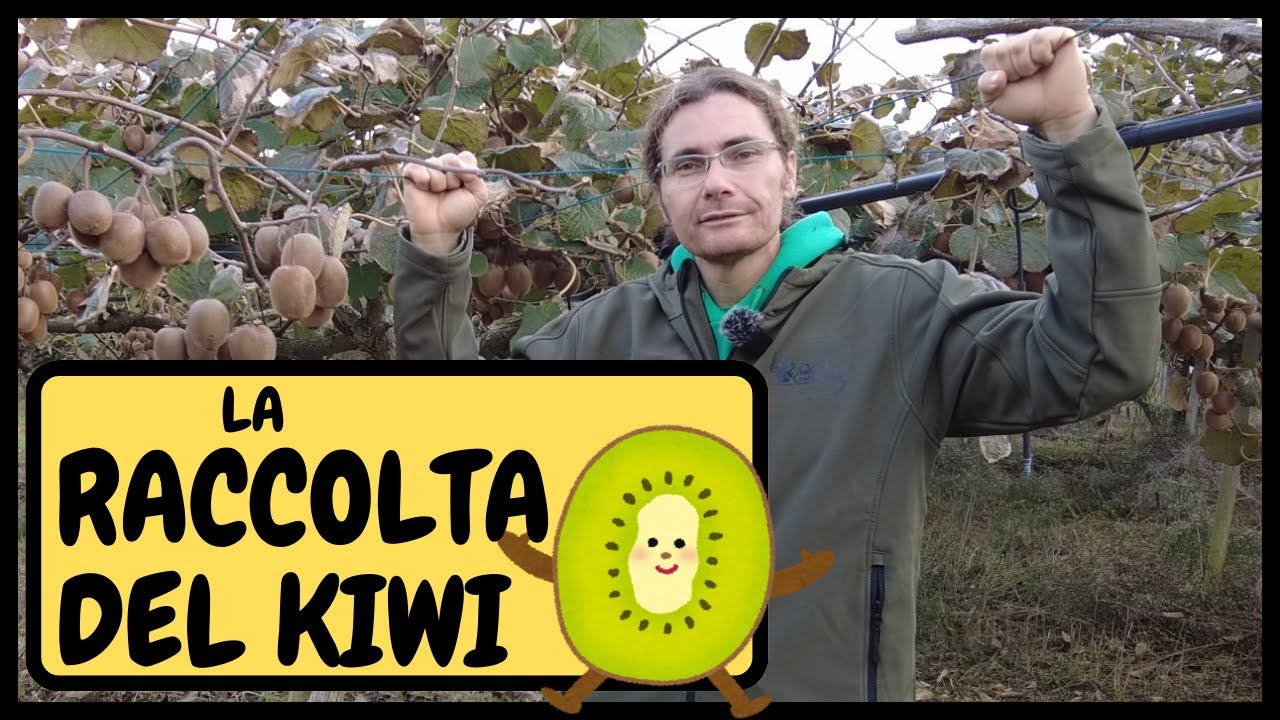 🥝 Come si RACCOLGONO i KIWI Biologici? 🥝 | Tutorial Agricoltura raccolta kiwi