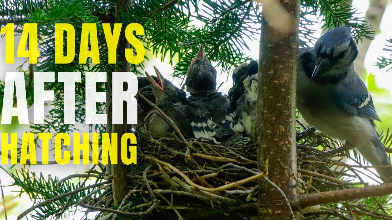 Blue Jay Nestlings 14 Days since hatching