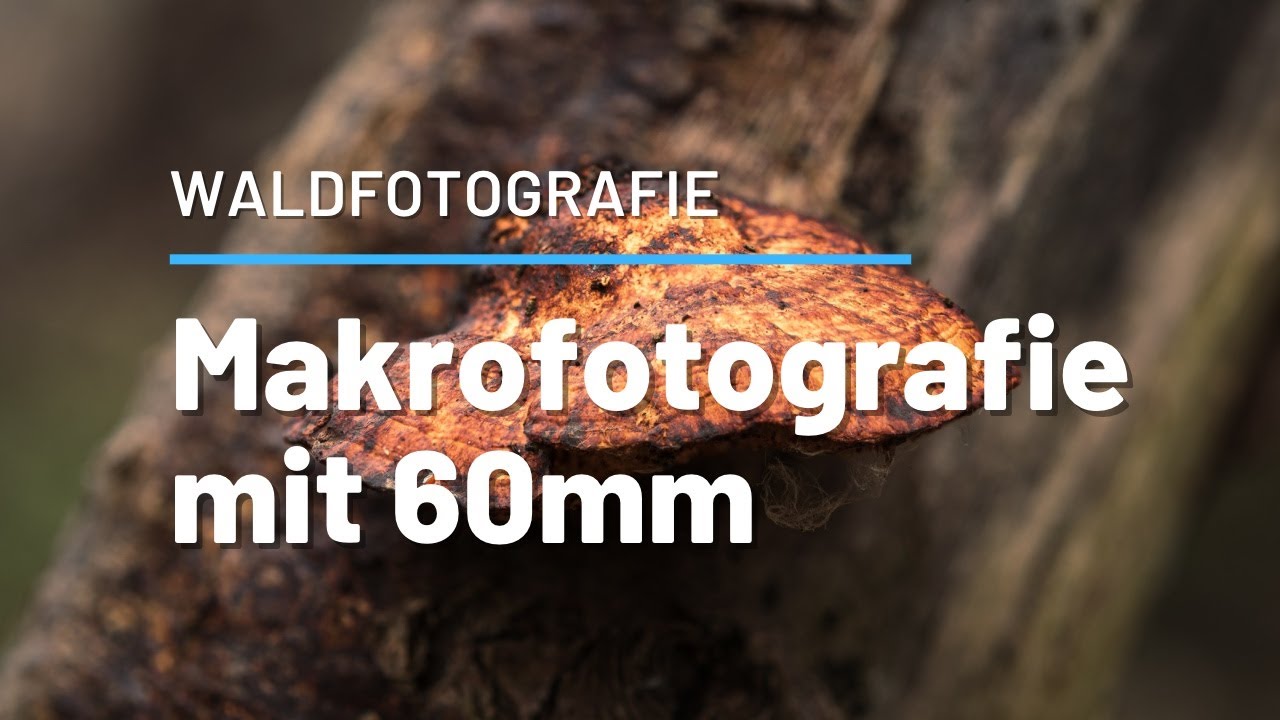 MAKROFOTOGRAFIE mit 60mm | KLEINE MOTIVE ganz groß abgebildet