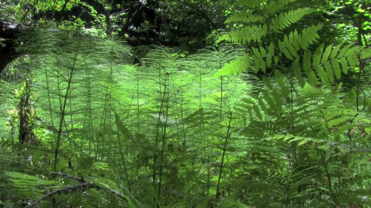 Ave Maria/ Schubert_shakuhachi