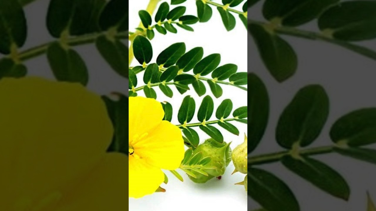 Goksura: Nature&rsquo;s Strength Booster! 💪 #Ayurveda #HerbalPower #herbaltips #healingnaturally #kapha