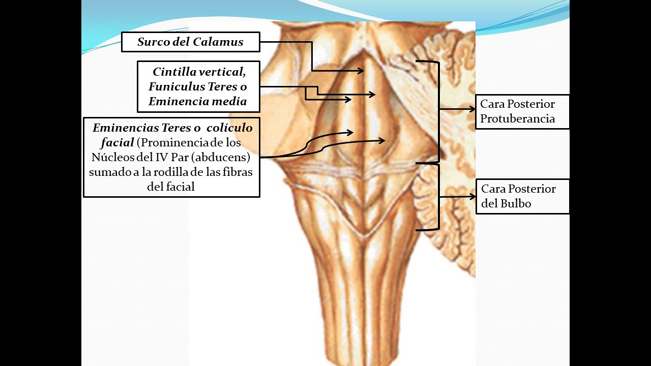 Protuberancia Anular o Puente de Varolio