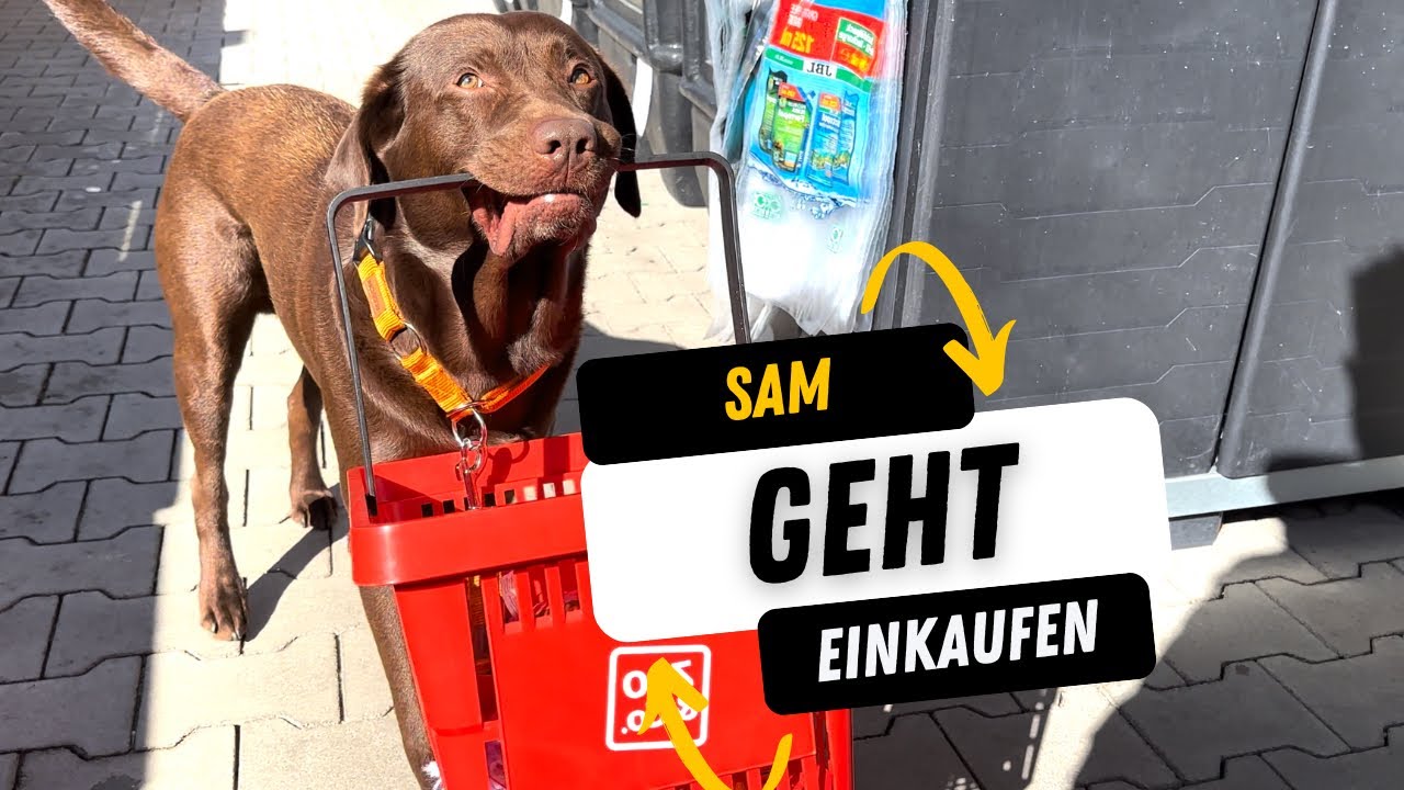 Neuer EINKAUF! Sam (Labrador) 🐶 geht wieder los! 🤣