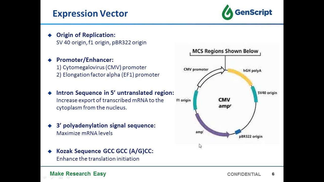 Stable cell line development for large scale antibody and protein production