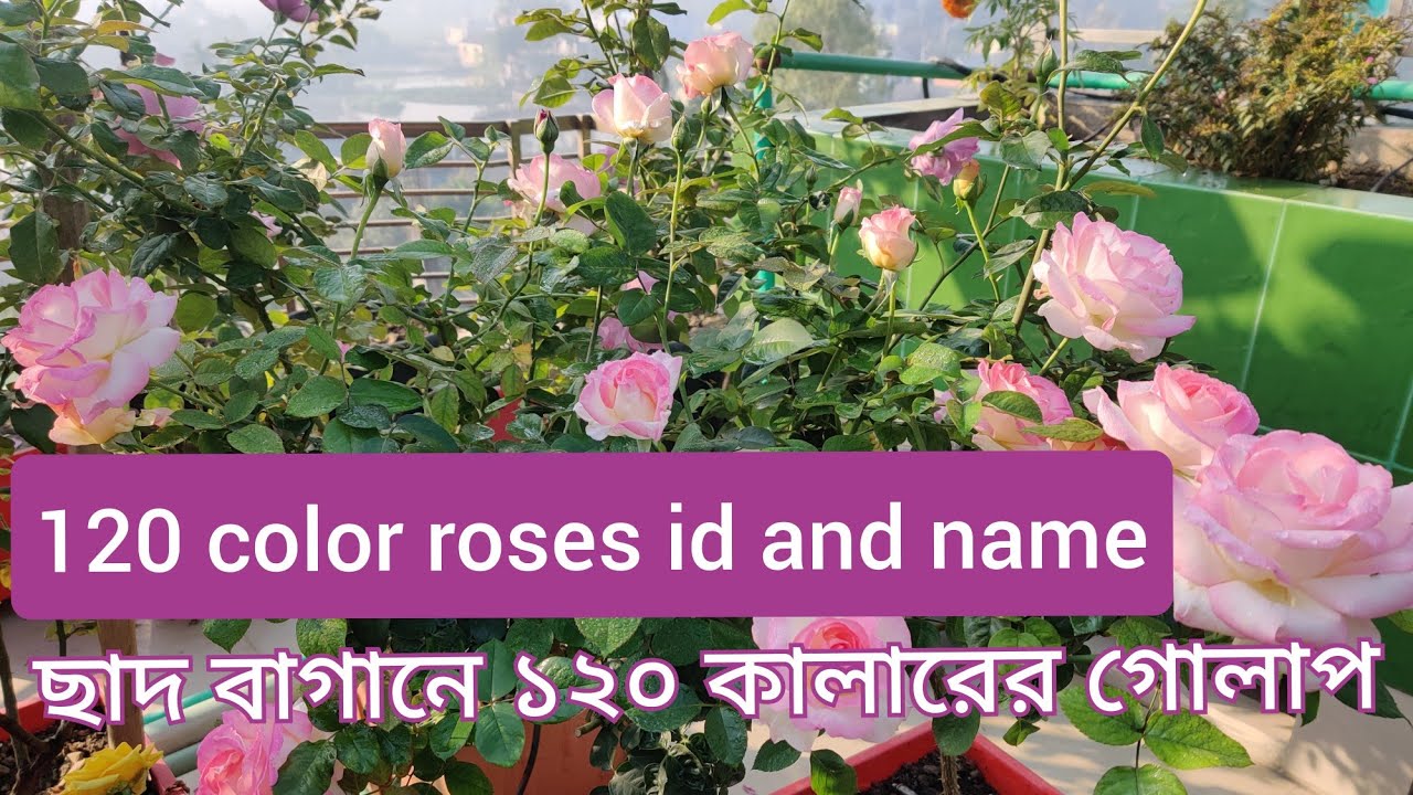 ১২০+ কালার গোলাপ গাছের নাম এবং আইড়ি পরিচিতি || Rose name and identification || ছাদ বাগানের গোলাপ