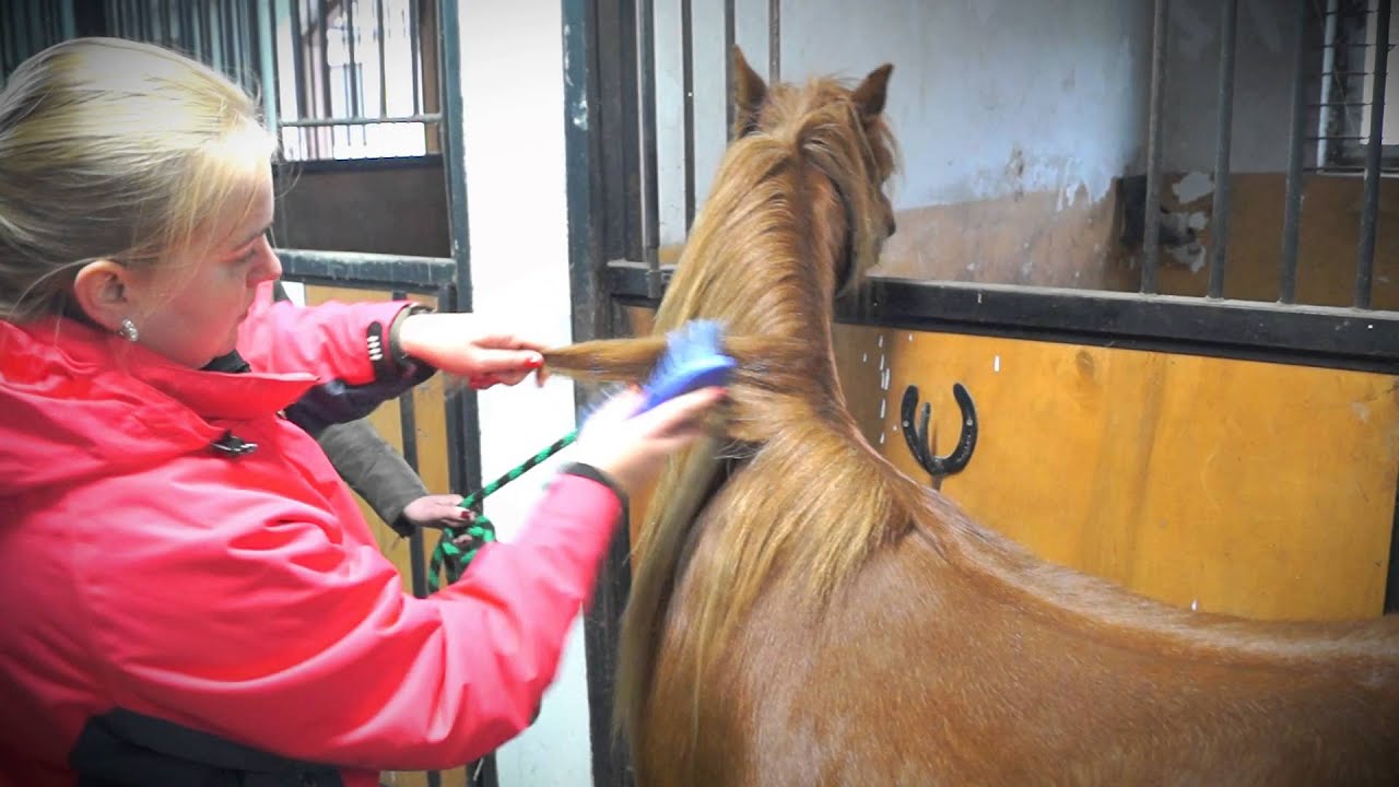 HAAS Mane and Tail brush: How to use it - brought to you by Eqclusive