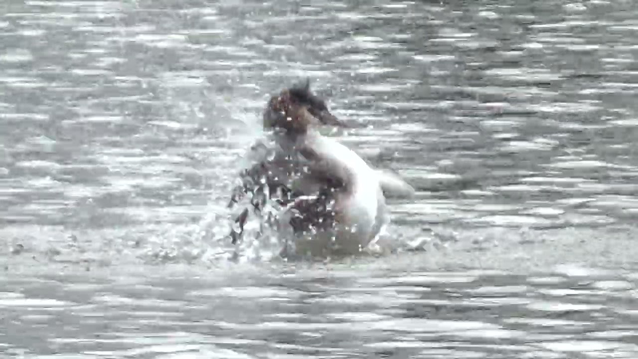 Preening On The Water 2 #greatcrestedgrebe #grebe #podicepscristatus #waterbirds #aquaticbirds