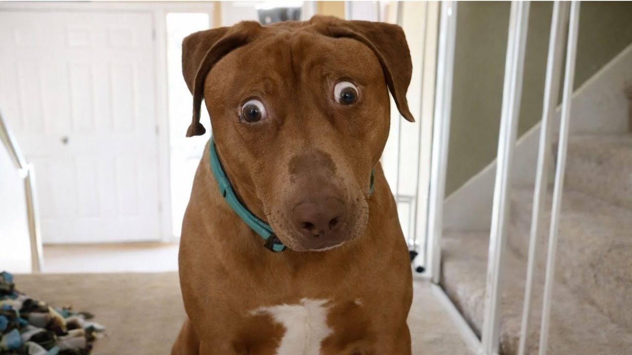 I Asked for a Dog… But Got a Full-Time Comedian Instead 😂🐶 Funniest Dog Moments Ever