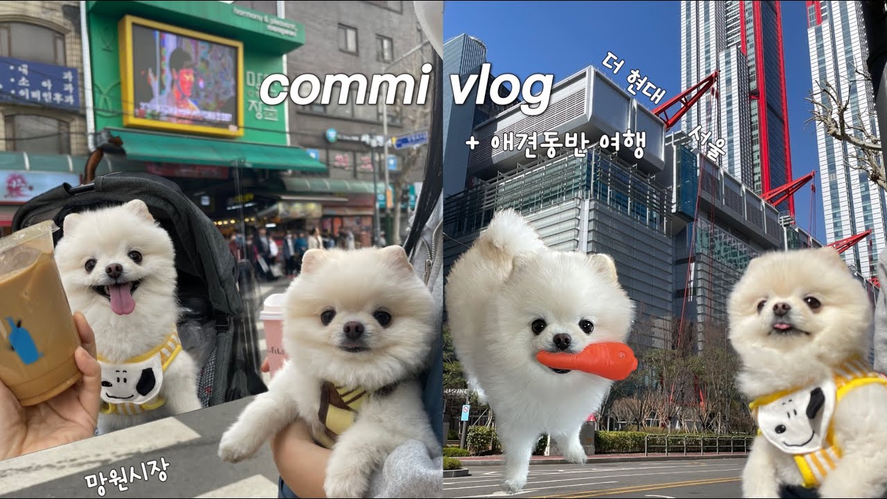 vlog/🐶 애견동반 서울여행/연남동/망원시장(훈훈호떡, 우이락)/더현대(카멜,블루보틀)/여의도 한강/노티드/행궁동(로우파이브,버터맨션)/호텔스카이파크동대문