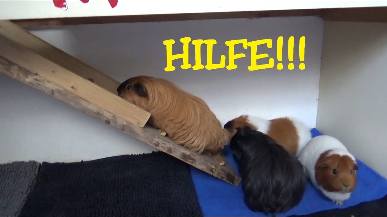 Gehege neu einrichten und alle Meerschweinchen erschrecken. :-D