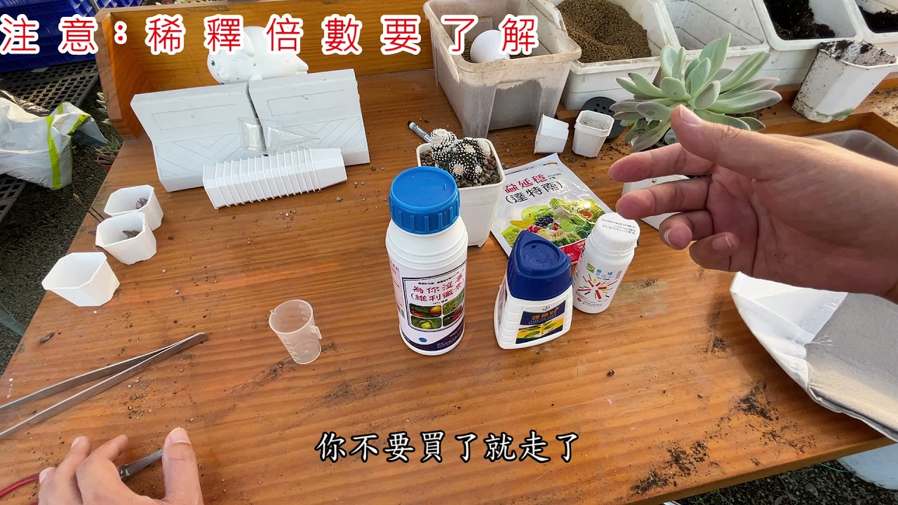 【 MC多肉園 】介殼殺菌多肉病蟲害學起來農藥的替換  莫忘初衷 必修課多肉植物 MC Succulent plant Vlog