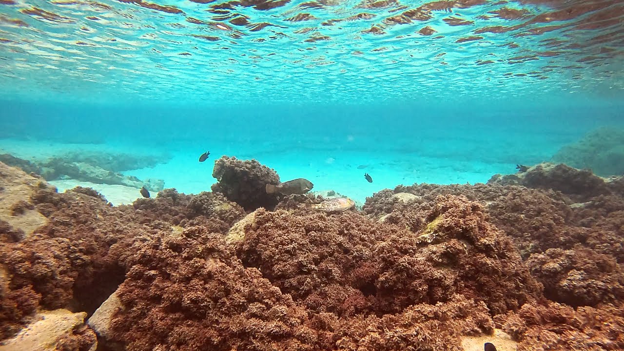 Porto Santo (Madeira) Snorkeling Spots