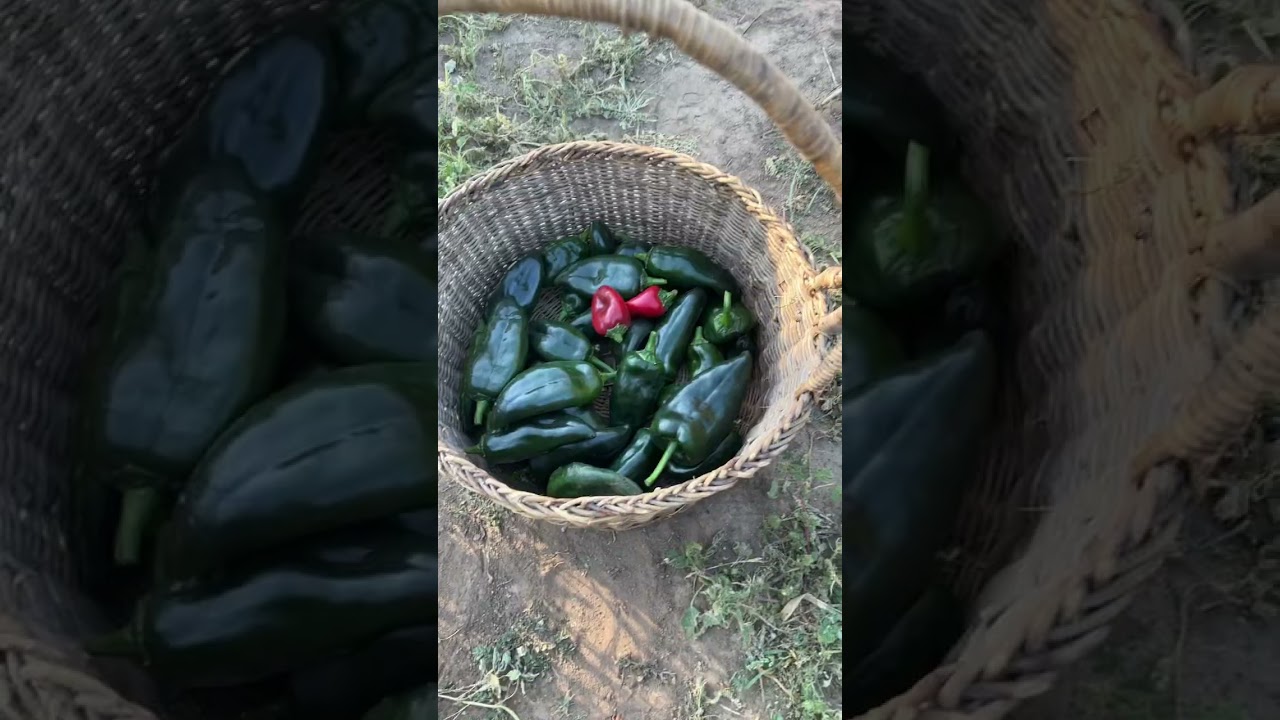 Poblano pepper harvest