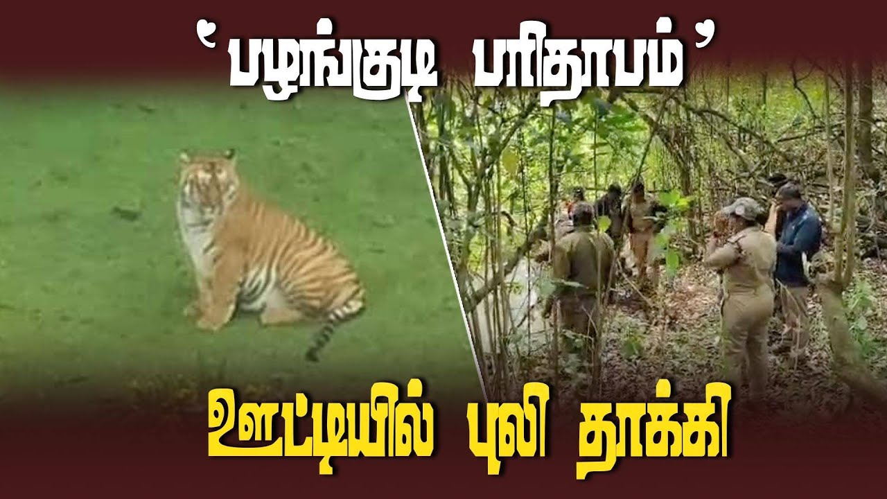 ஊருக்குள் அசால்ட்டாக வரும் புலிகள் | Public blockades road demanding adequate protection from tigers