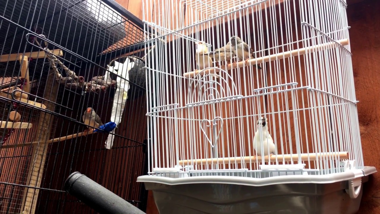 Society Finches Show Off Their Singing