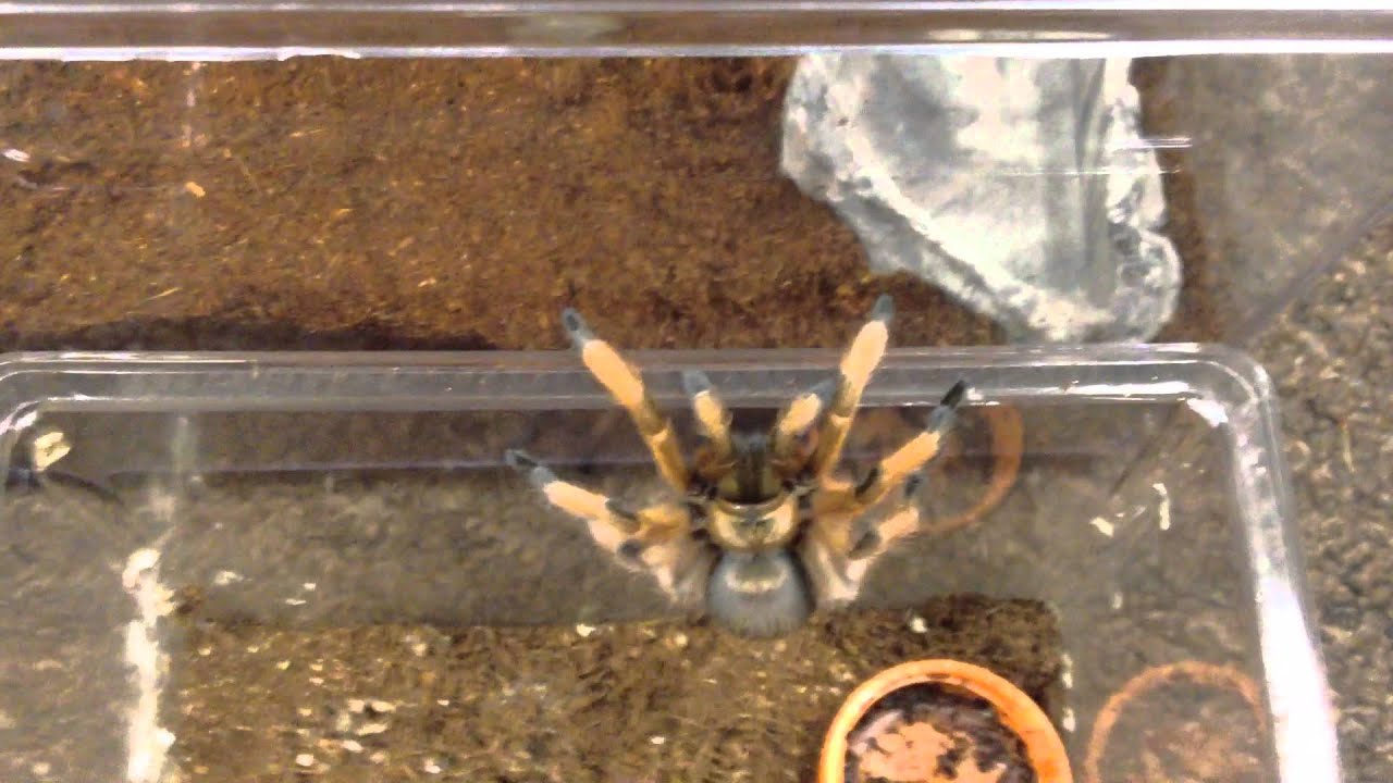 Aphonopelma moderatum Female Rehoming