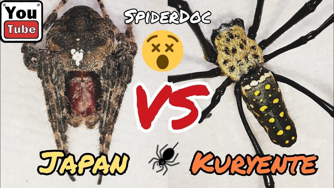 JAPAN vs KURYENTE. Mga Higanteng Gagamba Maglalaban sa Gradas. Monster Spider Fight.