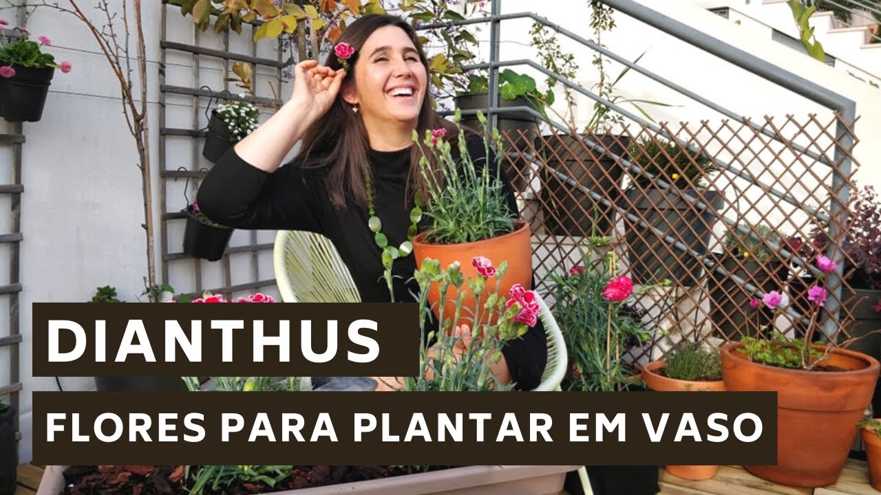Dianthus - Flores para plantar em vaso