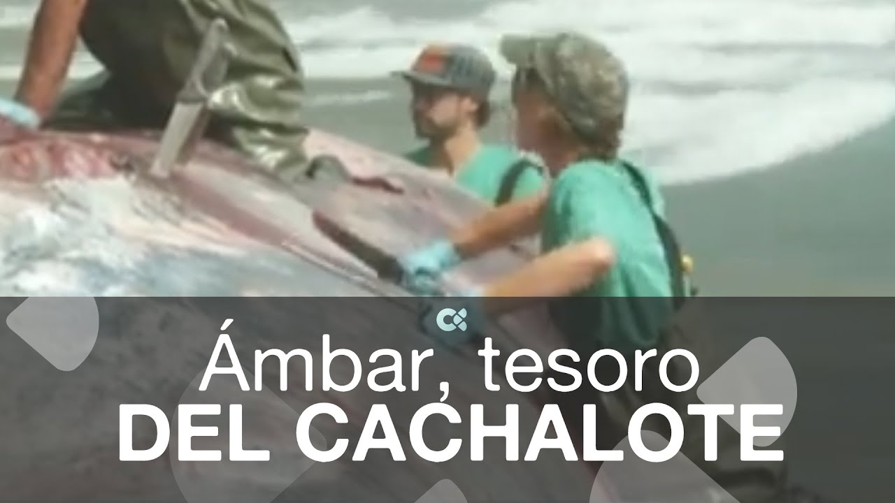 Ámbar, tesoro del cachalote