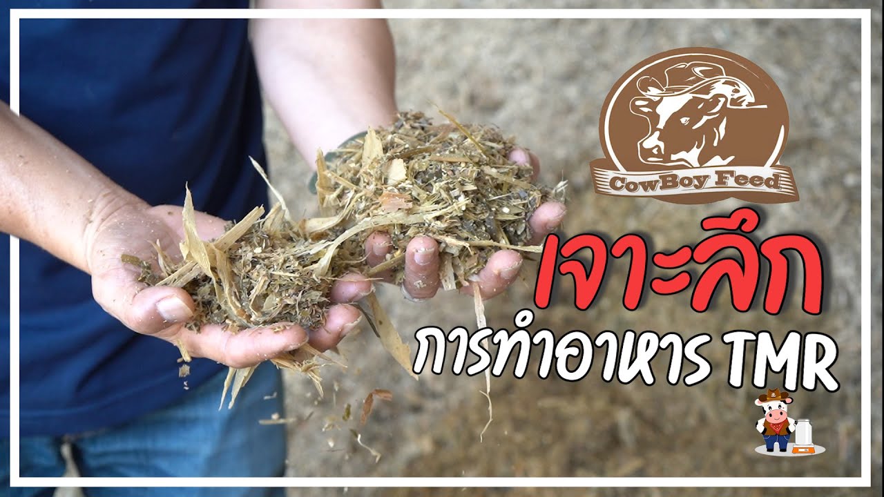 TMR เจาะลึกการผลิตอาหาร ของสหกรณ์โคนมไทย-เดนมาร์ค (มิตรภาพ) จำกัด (EP.1)