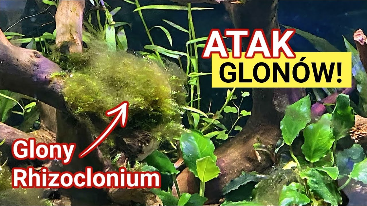 GLONY RHIZOCLONIUM – Katastrofa w Moim Akwarium i Przyczyny jej Powstania!