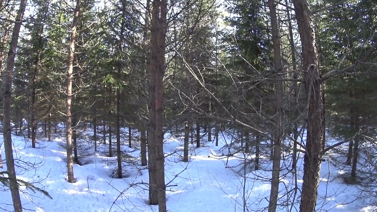 Metsolan Metsäkoulu 255 - Mikä meni pieleen taimikonhoidossa ja miksi?