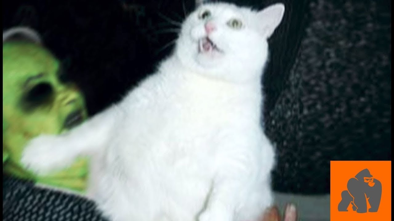 Funny Cats Scared of Masks - Part 1