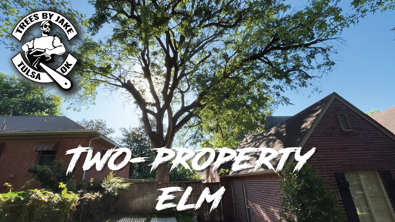 Full Crane Removal: Elm Spanning Two Properties