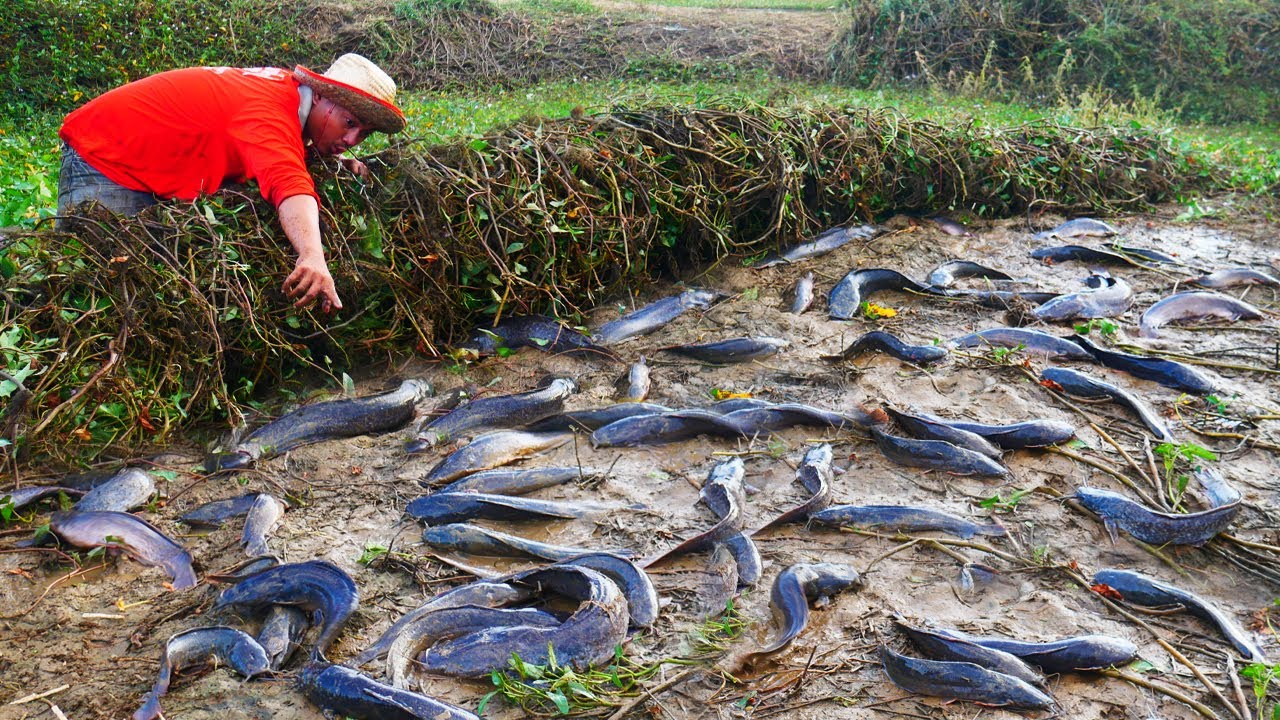 I Catch lots Of Fish Under Mud Grass!