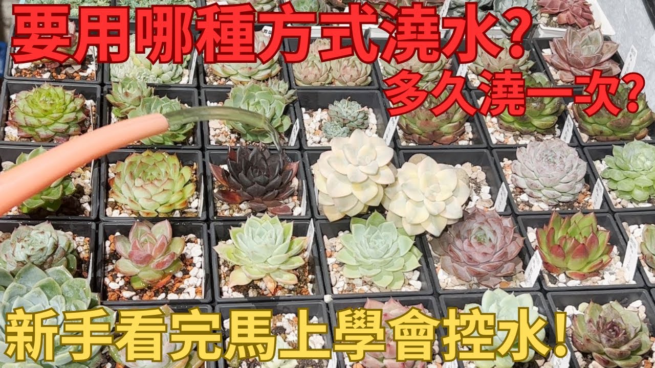 新手多肉渡夏【保母級控水詳解】看完再也不怕澆死,手把手教你夏天澆水