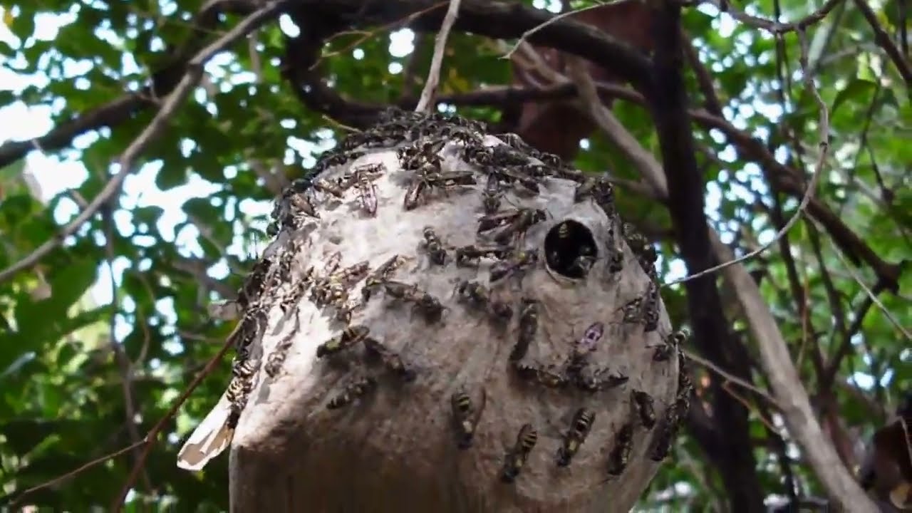Un nido de avispas de 'Polybia occidentalis' / A wasps' nest of 'Polybia occidentalis'