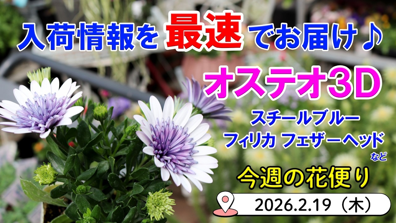 今週の花便 #168 【2026.2.19】綺麗なお花が入荷しました♪ オステオスペルマム・フィリカ・ローダンセマムなど【入荷情報を最速でお届け!!】