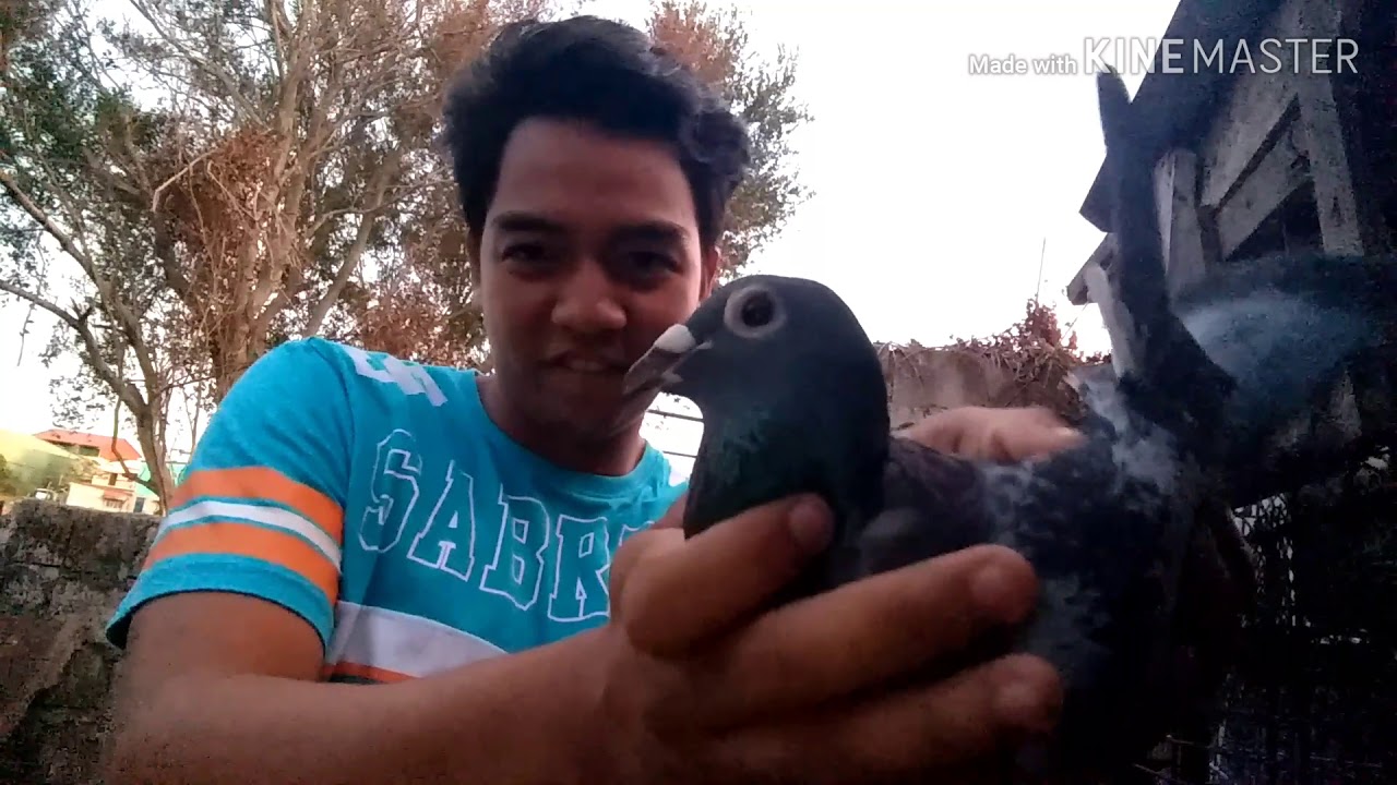 Pigeon Talk TEAM CAVITE FANCIER