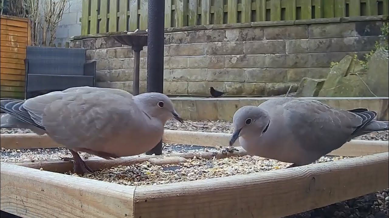 Even the collared doves are squabbling today! #birds #birdlife #doves #collareddoves #gardenbirds