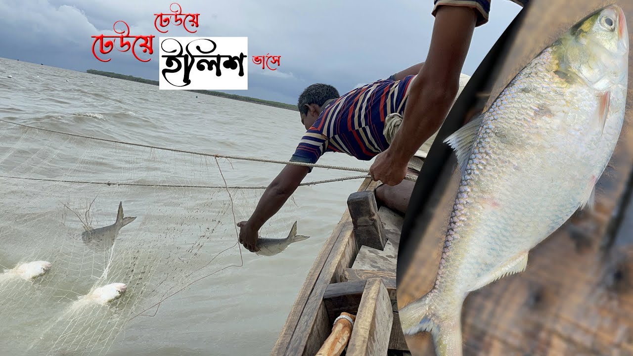 ঢেউয়ে ঢেউয়ে ইলিশ ভাসে | ইলিশের সিজন পর্ব  ০১ | Hilsha Fish Catching | Adventure BD