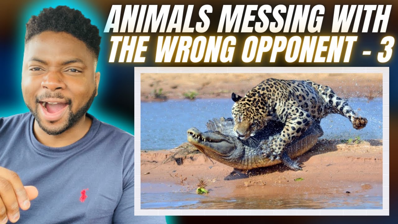 🇬🇧BRIT Reacts To 30 TIMES ANIMALS MESSED WITH THE WRONG OPPONENT!