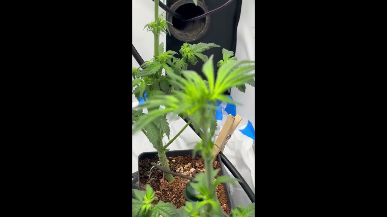 Humboldt Seed Co GSC,  Seedsman Blueberry & White Widow & Cantaloupe Haze week 2 Flower after Defol