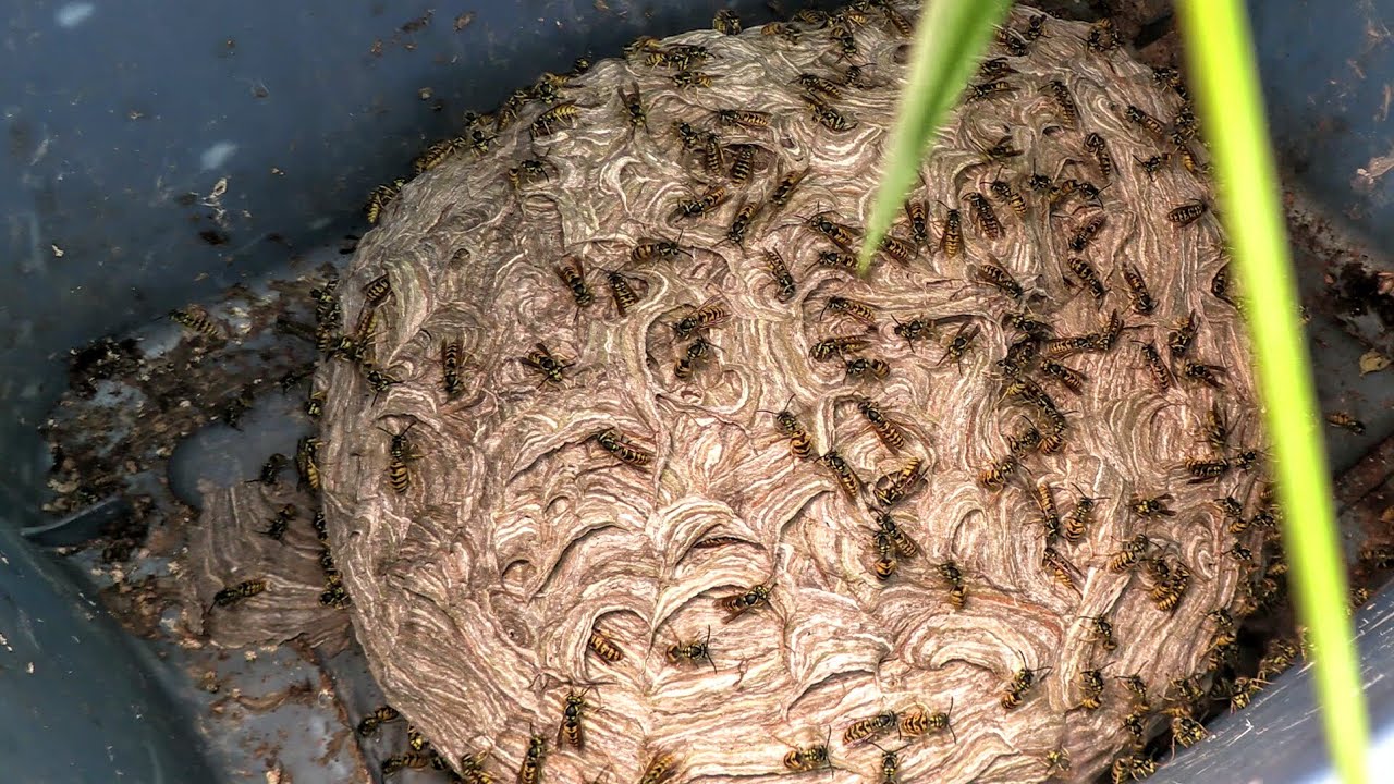 Yellow Jacket and Bald Faced Hornets HUGE Nest Relocation Macro Shots Wasp Nest Removals
